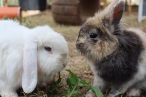 Tierschutzverein Neunkirchen/Saar und Umgebung e.V.